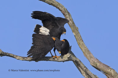 Great black Hawk - Buteogallus urubitinga