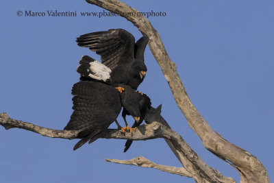 Great black Hawk - Buteogallus urubitinga