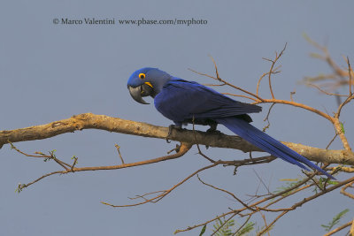 Hyacinth macaw - Anadorhyncus hyacinthinus