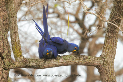 Hyacinth macaw - Anadorhyncus hyacinthinus