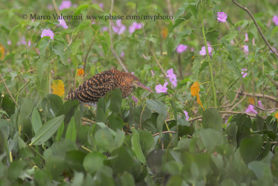 Rufescent tiger heron - Tigrisoma lineatum