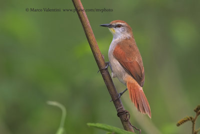 Yellow-chinned Spinetail - Certhiaxis cinnamoneus