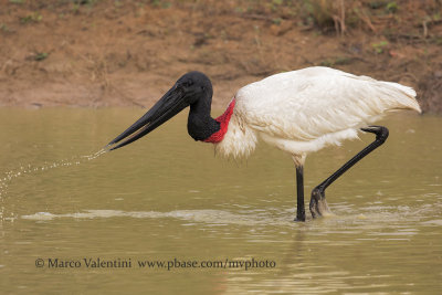 Jabir - Jabiru mycteria