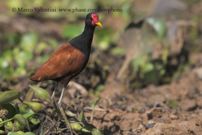 Wattled Jacana - Jacana jacana