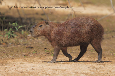 Capibara - Hydrochoerus hydrochaeris