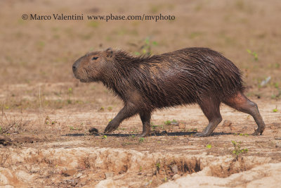 Capibara - Hydrochoerus hydrochaeris