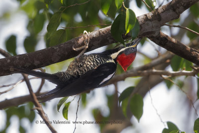 Lineated Woodpecker - Dryocopus lineatus