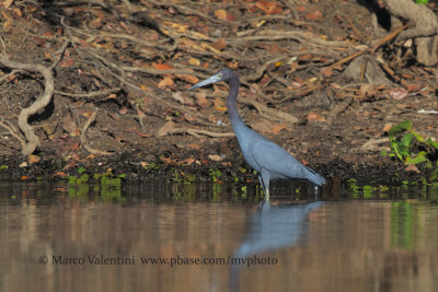 Little blu Heron - Egretta caerulea