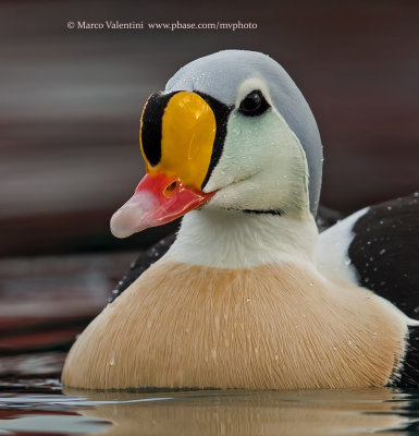 King Eider - Somateria spectabilis