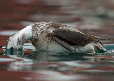 Long-tailed duck - Clangula hyemalis