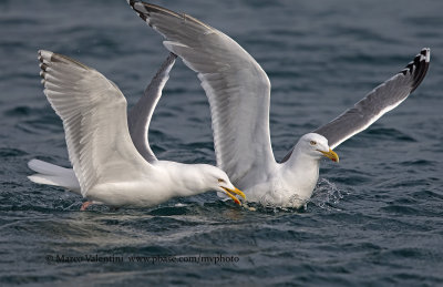 Herring Gull - Larus argentatus