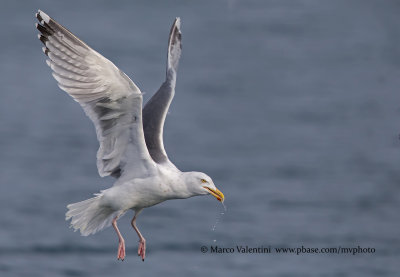 Herring Gull - Larus argentatus