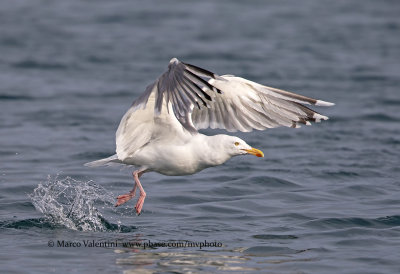 Herring Gull - Larus argentatus