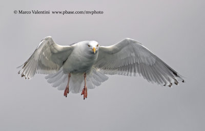 Herring Gull - Larus argentatus