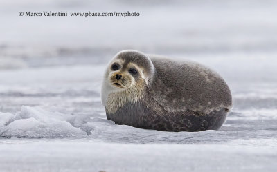 Ringed Seal - Pusa hispida