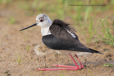 Black-winged stilt (Himantopus himantopus)