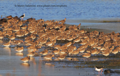 Bar-tailed Godwit - Limosa lapponica