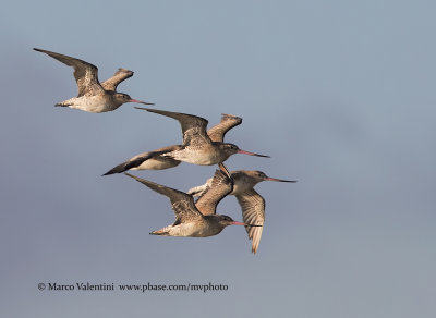 Bar-tailed Godwit - Limosa lapponica