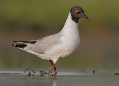 Black-headed gull - Chroicocephalus ridibundus