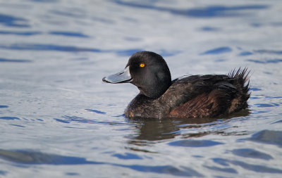 New Zealand Scaup - Aythya novaeseelandiae