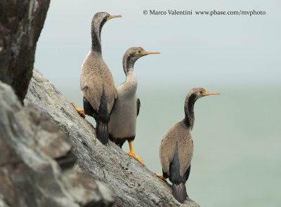 Spotted shag - Stictocarbo punctatus