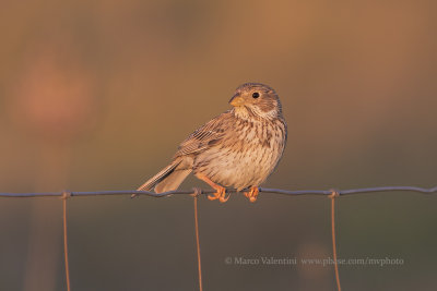 Corn bunting - Miliaria calandra