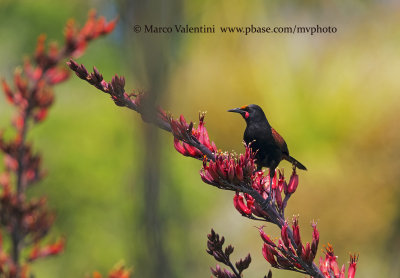 North island Saddleback - Philesturnus rufusater