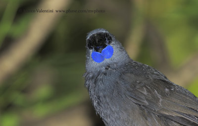 North island Kokako - Callaeas wilsoni