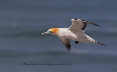 Australasian Gannet - Sula serrator