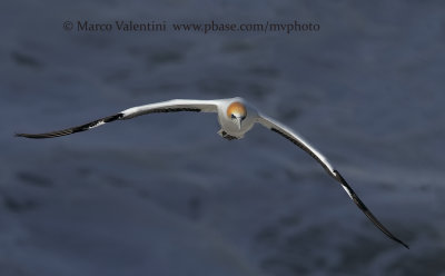 Australasian Gannet - Sula serrator