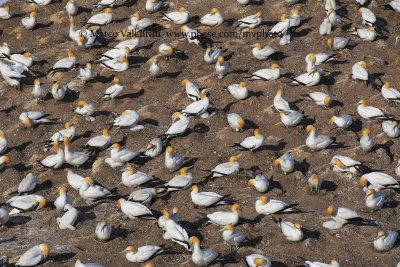 Australasian Gannet - Sula serrator