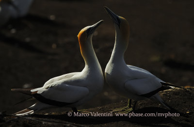 Australasian Gannet - Sula serrator