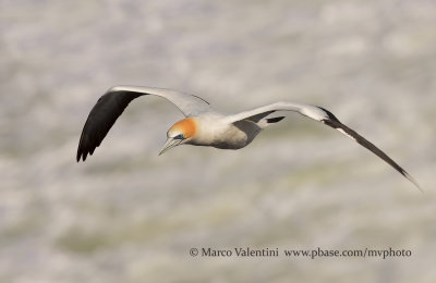 Australasian Gannet - Sula serrator