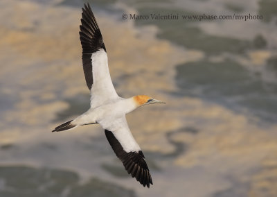Australasian Gannet - Sula serrator