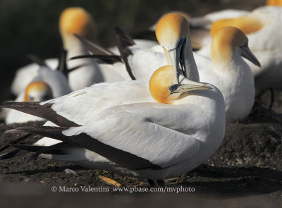 Australasian Gannet - Sula serrator