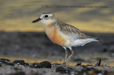 New Zealand Dotterel - Charadrius obscurus
