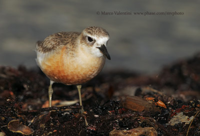 New Zealand Dotterel - Charadrius obscurus