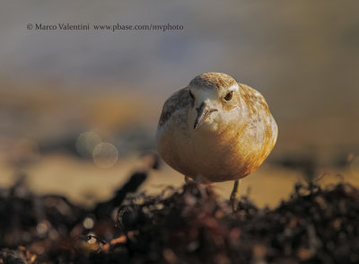 New Zealand Dotterel - Charadrius obscurus