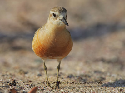 New Zealand Dotterel - Charadrius obscurus