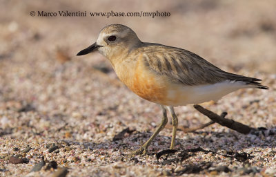 New Zealand Dotterel - Charadrius obscurus