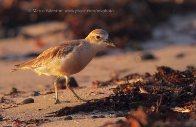 New Zealand Dotterel - Charadrius obscurus