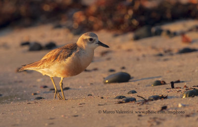 New Zealand Dotterel - Charadrius obscurus