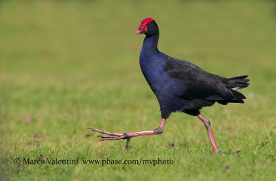 Australian Swamphen - Porphyrio melanotus