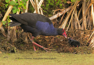 Australian Swamphen - Porphyrio melanotus