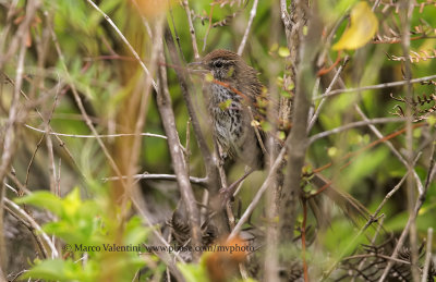 Fernbird - Poodytes punctatus