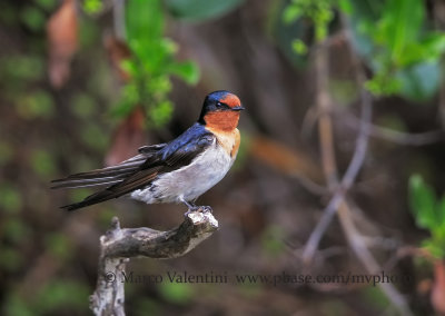 Welcome swallow - Hirundo neoxena