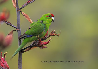 Red-crowned parakeet - Cyanoramphus novaezelandiae