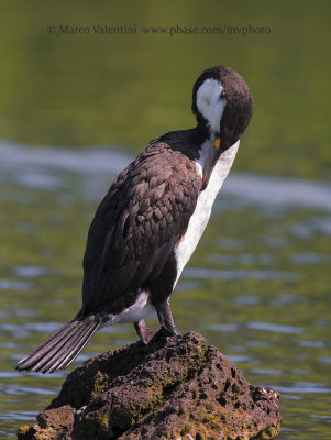 Pied Shag - Phalacrocorax varius