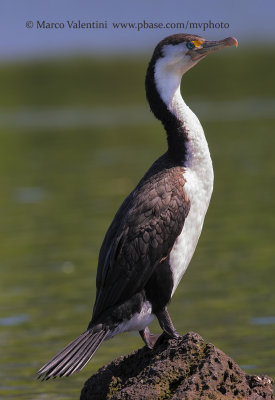 Pied Shag - Phalacrocorax varius