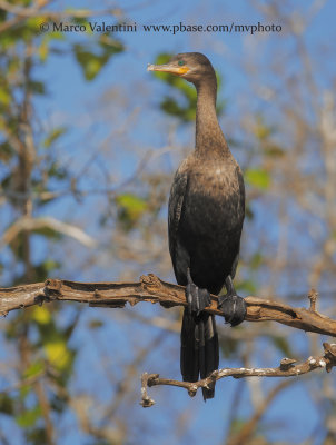 Neotropic cormorant - Phalacrocorax brasilianus
